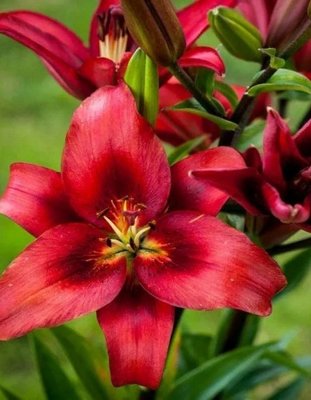 Лилия Ред Хайленд 